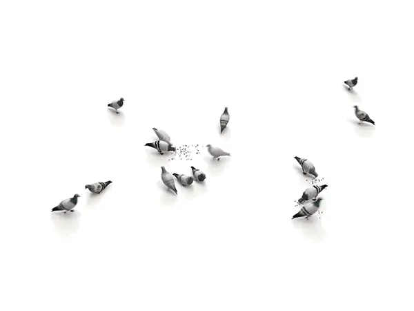 3D Pigeons Collection
