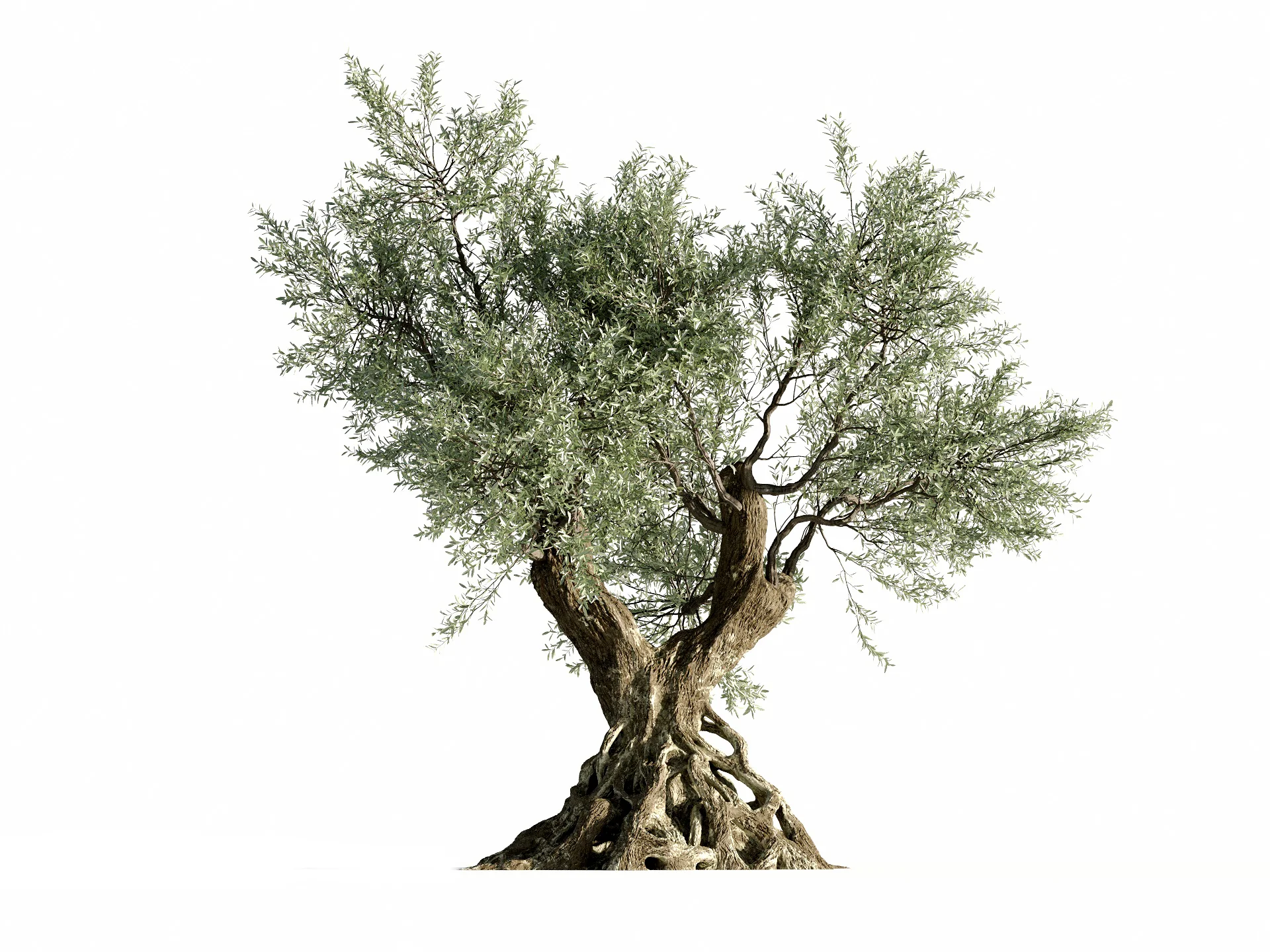 Trees Collection
